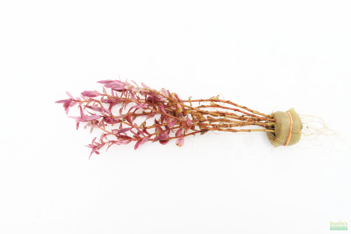 Live Aquarium Plant product image 23