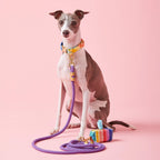 Dog Leash product image 4