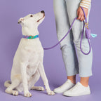 Dog Leash product image 6