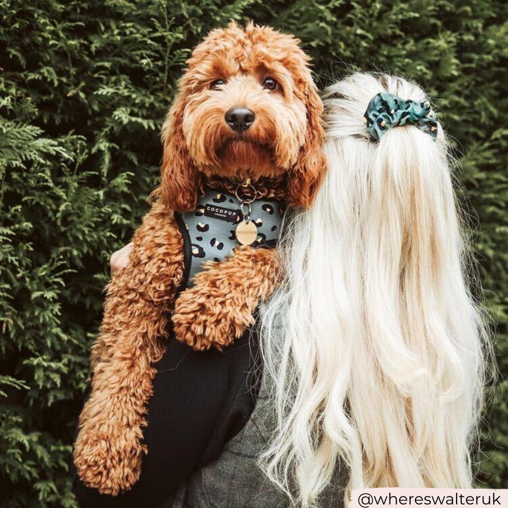 Adjustable Dog Harness product image 4
