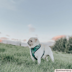 Adjustable Dog Harness product image 7