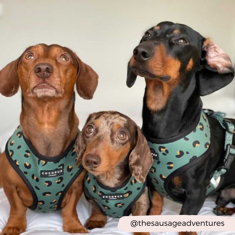 Adjustable Dog Harness product image 8