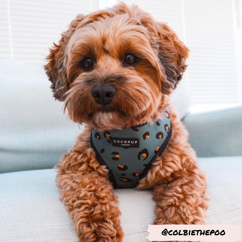Adjustable Dog Harness product image 11