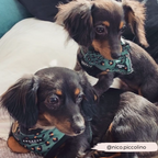Adjustable Dog Harness product image 12