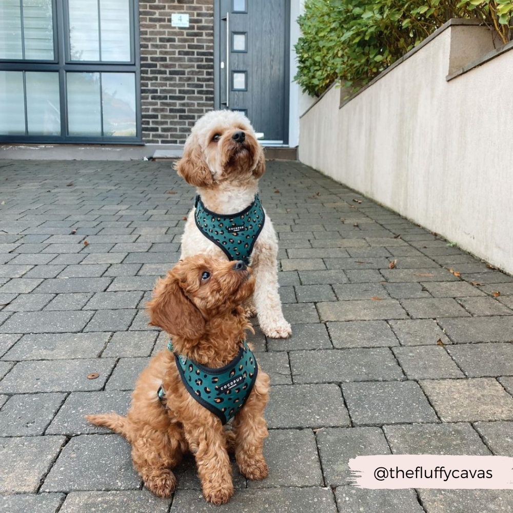 Adjustable Dog Harness product image 13
