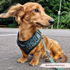 Adjustable Dog Harness product image 16