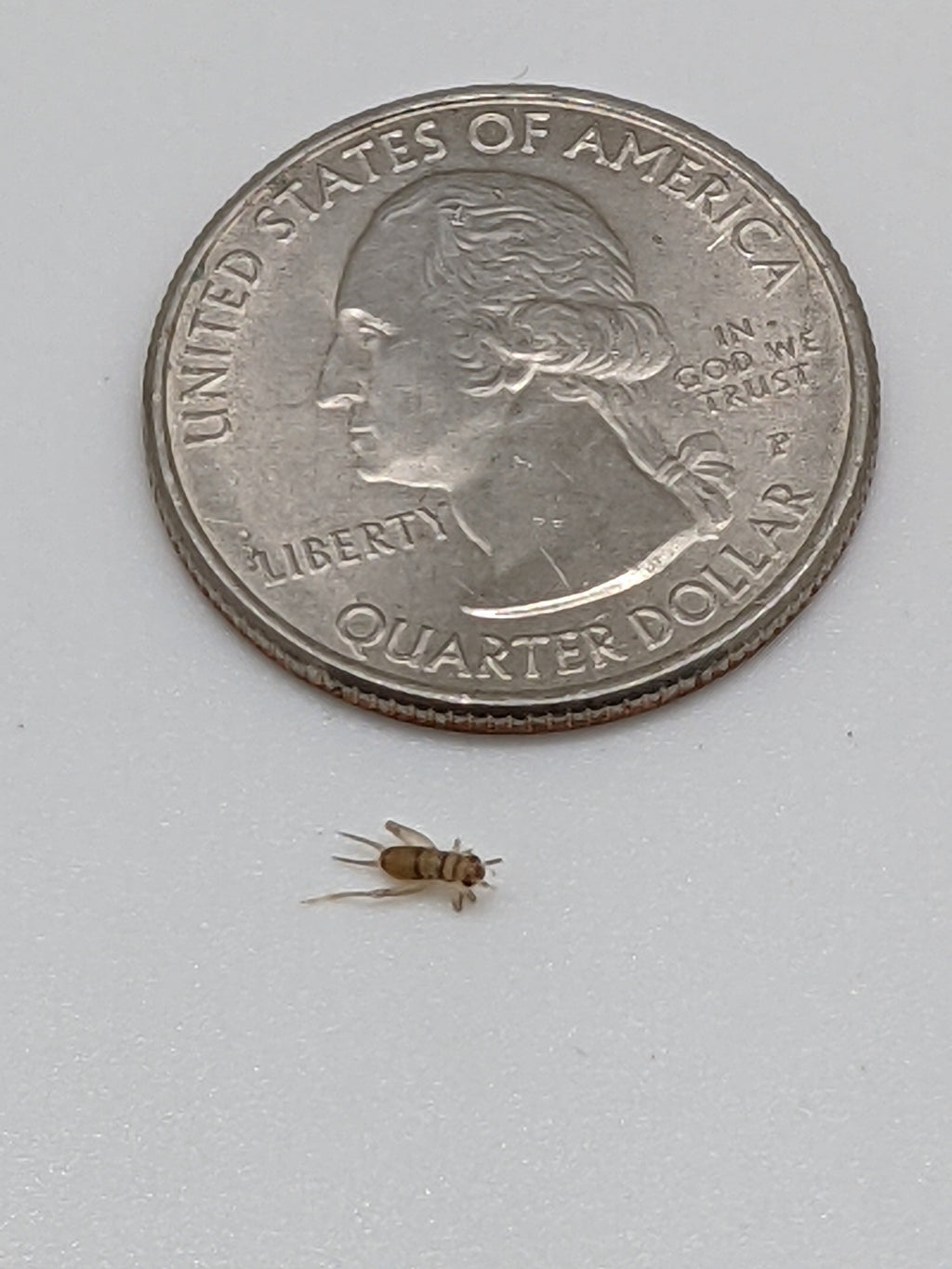 Live Feeder Crickets product image 1