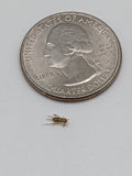 Live Feeder Crickets product image 1
