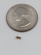 Live Feeder Crickets product image 1