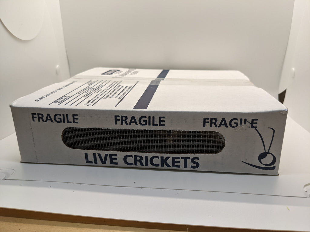 Live Feeder Crickets product image 3
