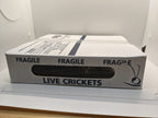 Live Feeder Crickets product image 3