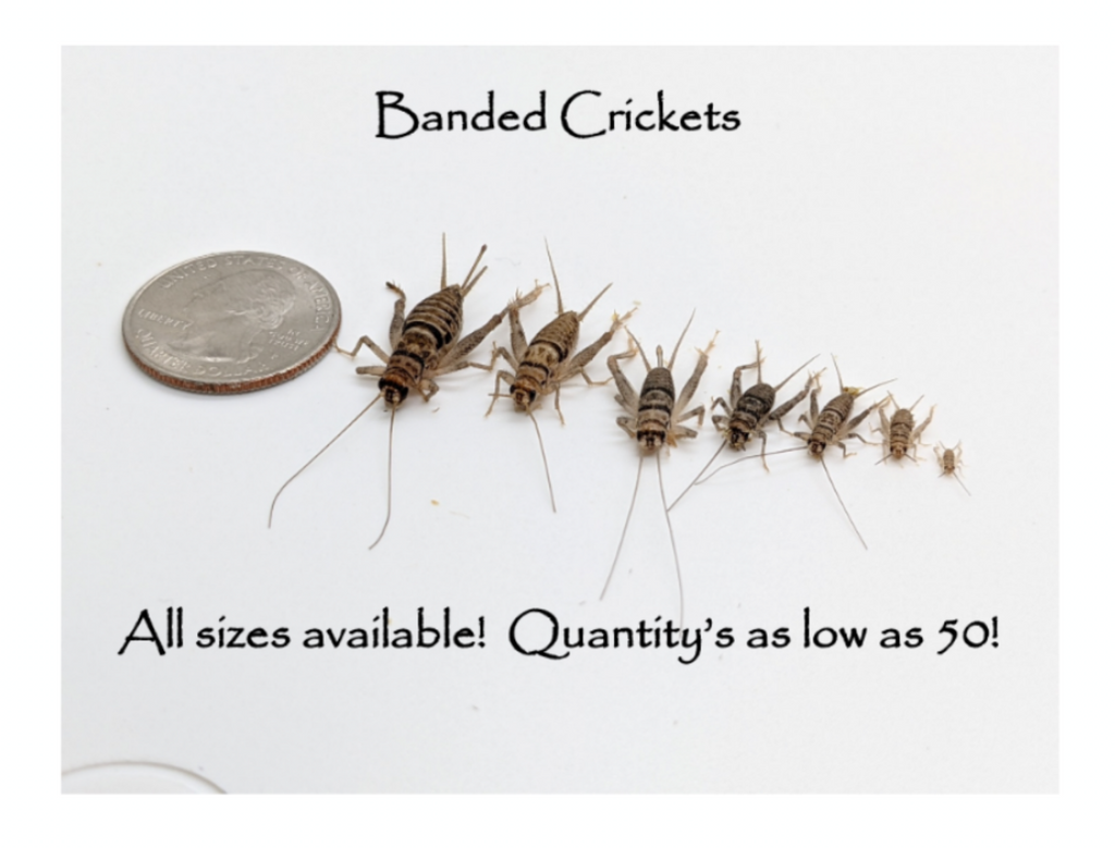 Live Feeder Crickets product image 4