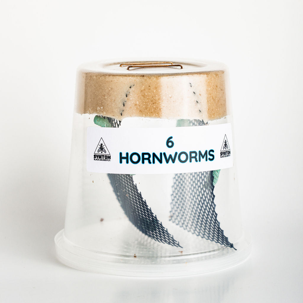 Live Hornworm Feeder Insects product image 1