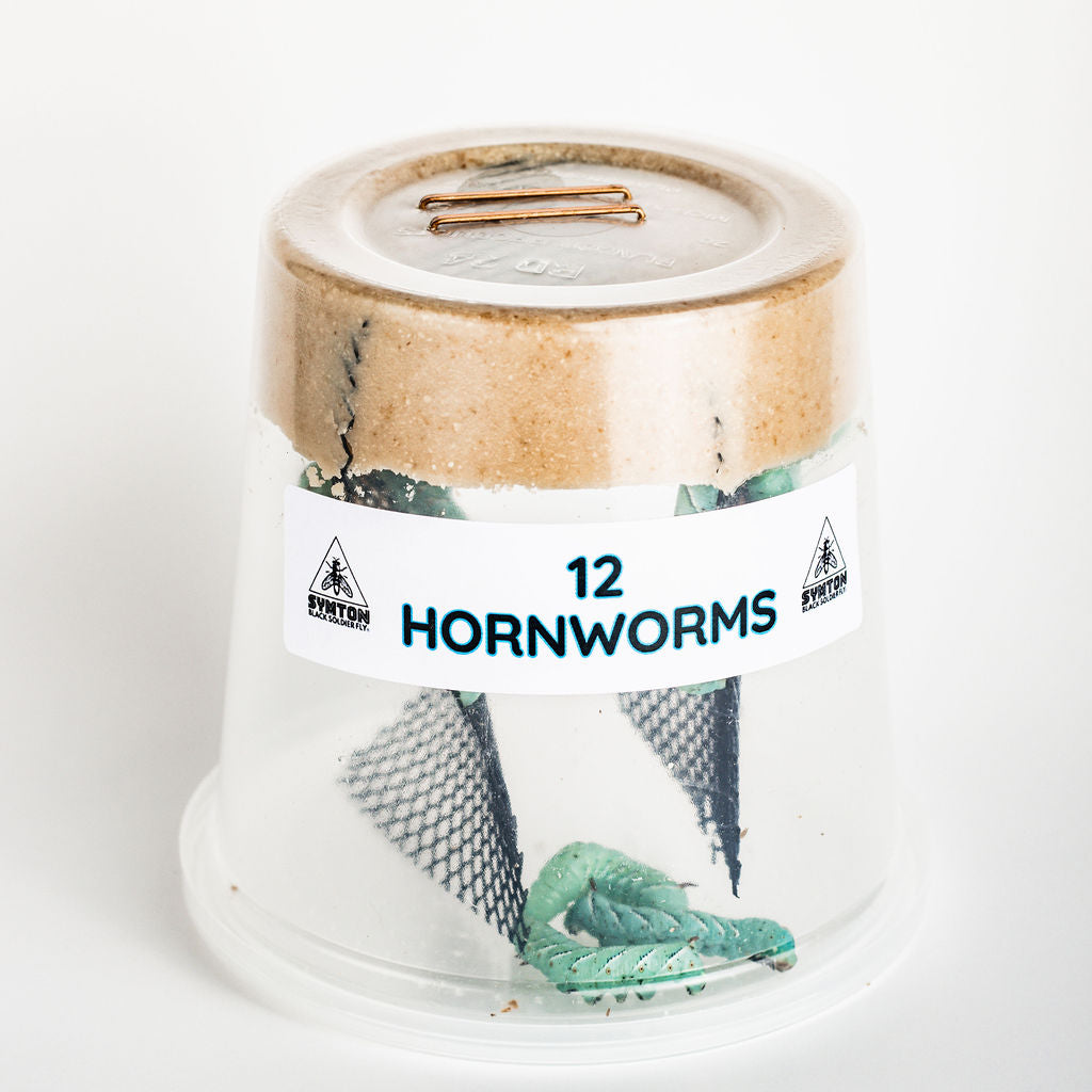 Live Hornworm Feeder Insects product image 2