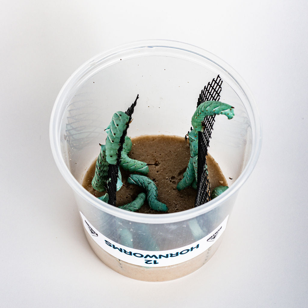 Live Hornworm Feeder Insects product image 3