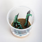 Live Hornworm Feeder Insects product image 3
