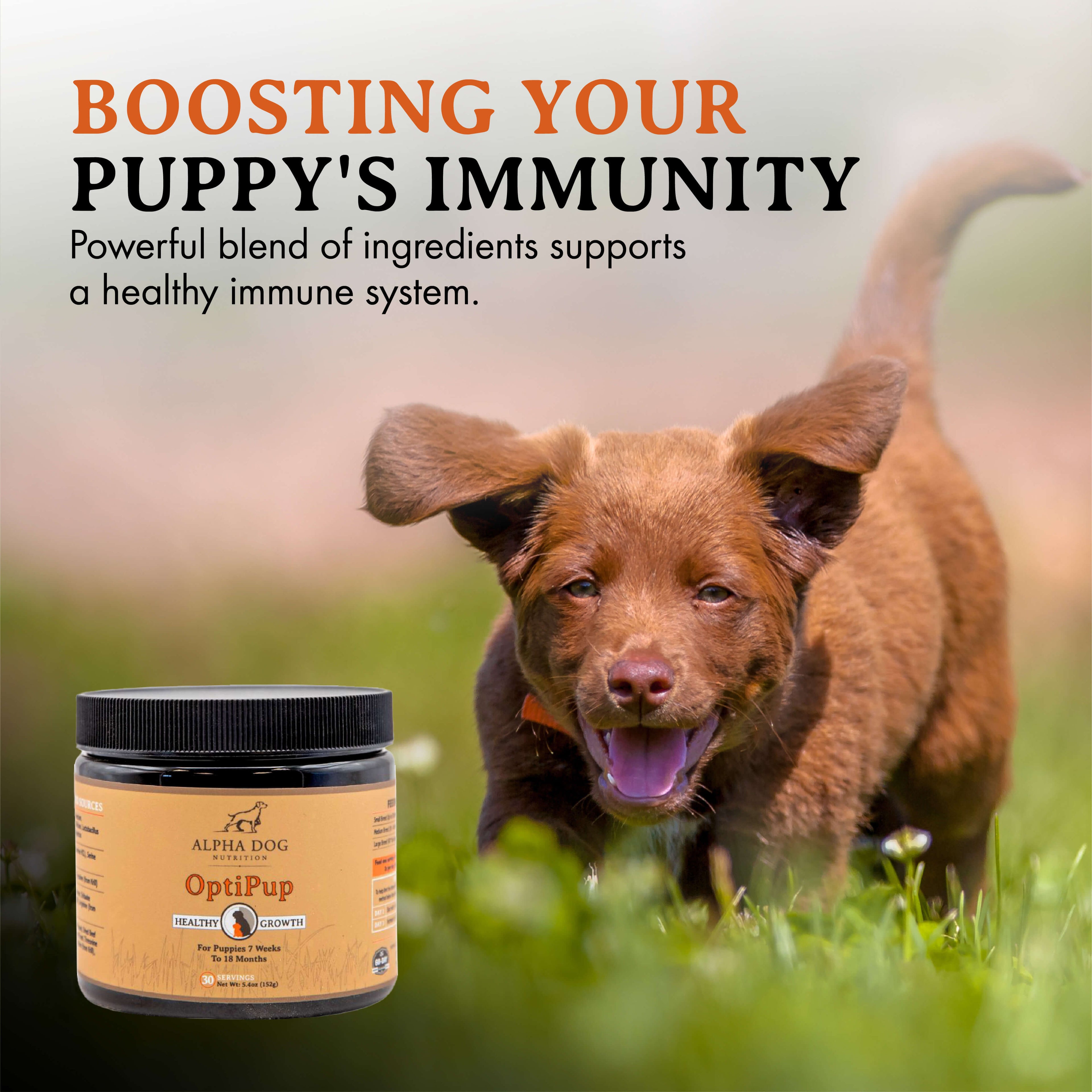 Puppy Nutritional Supplement product image 7