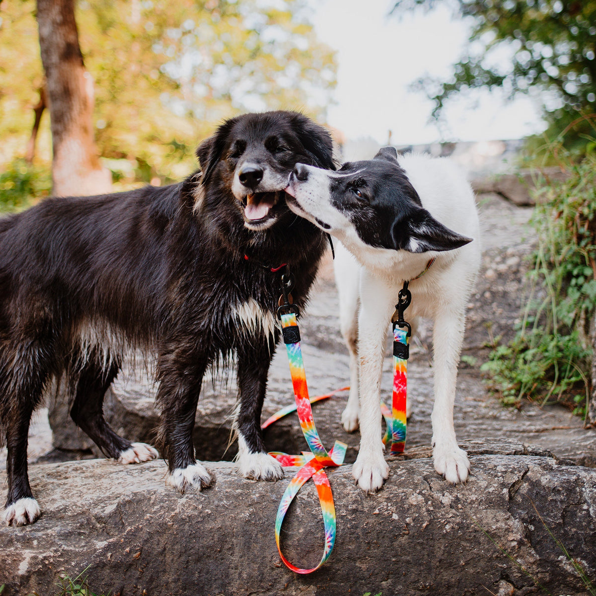 Dog Leash product image 2