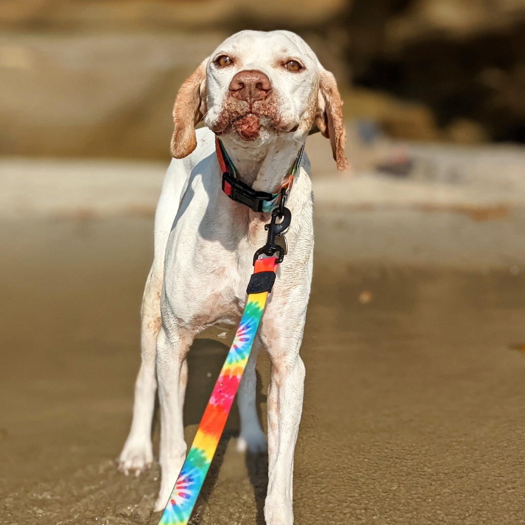 Dog Leash product image 3