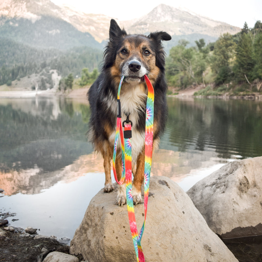 Dog Leash product image 4