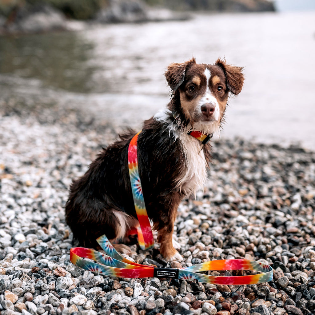 Dog Leash product image 7