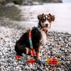 Dog Leash product image 7