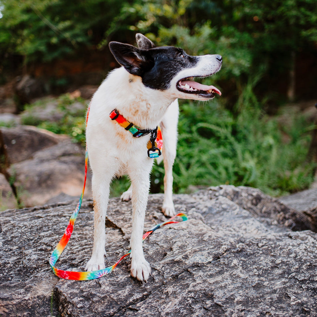 Waterproof Dog Collar product image 2