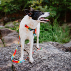Waterproof Dog Collar product image 2
