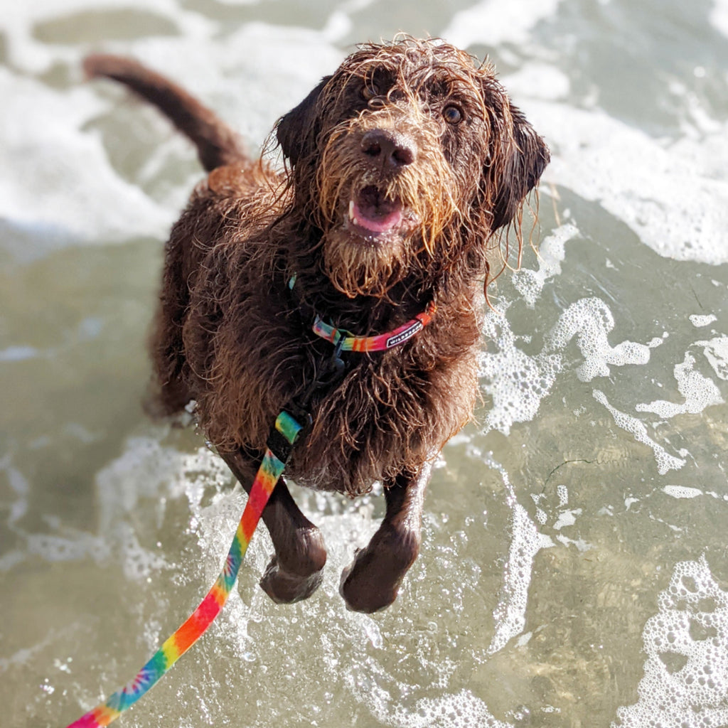 Waterproof Dog Collar product image 4