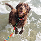 Waterproof Dog Collar product image 4