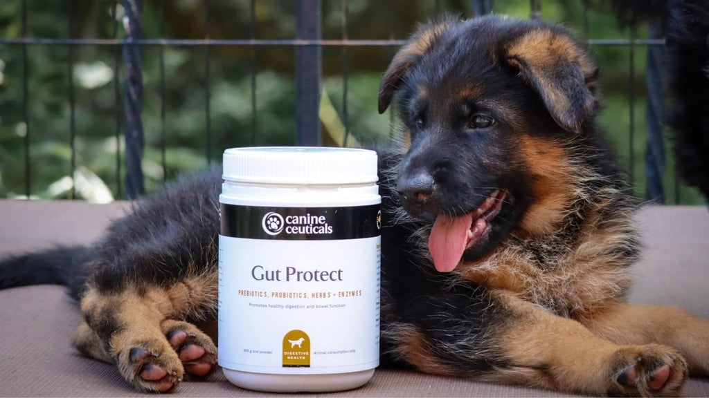 Dog Digestive Supplement product image 5
