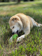Rubber Dog Toy product image 10