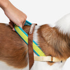 No-Pull Dog Harness product image 3