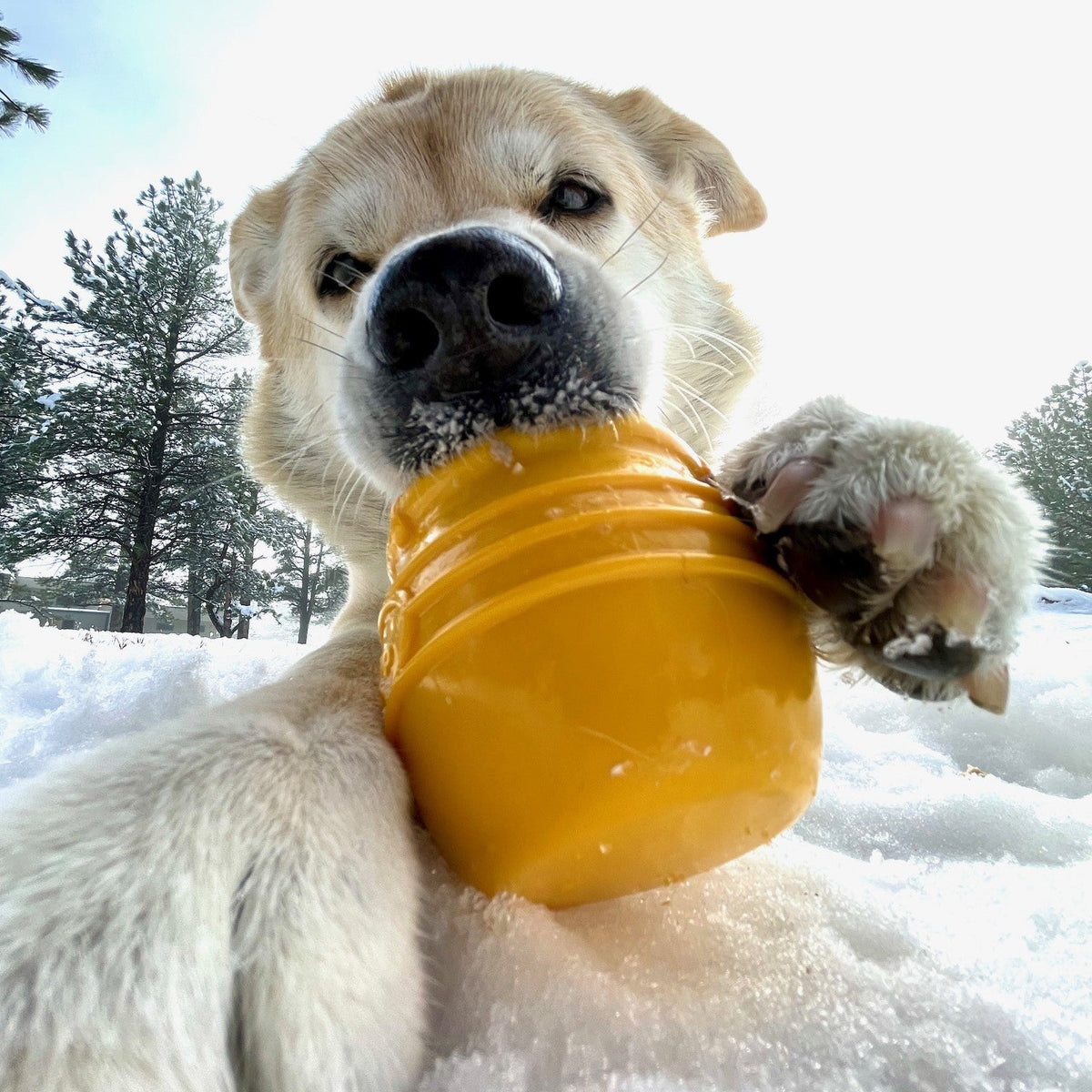 Dog Treat Dispenser product image 3