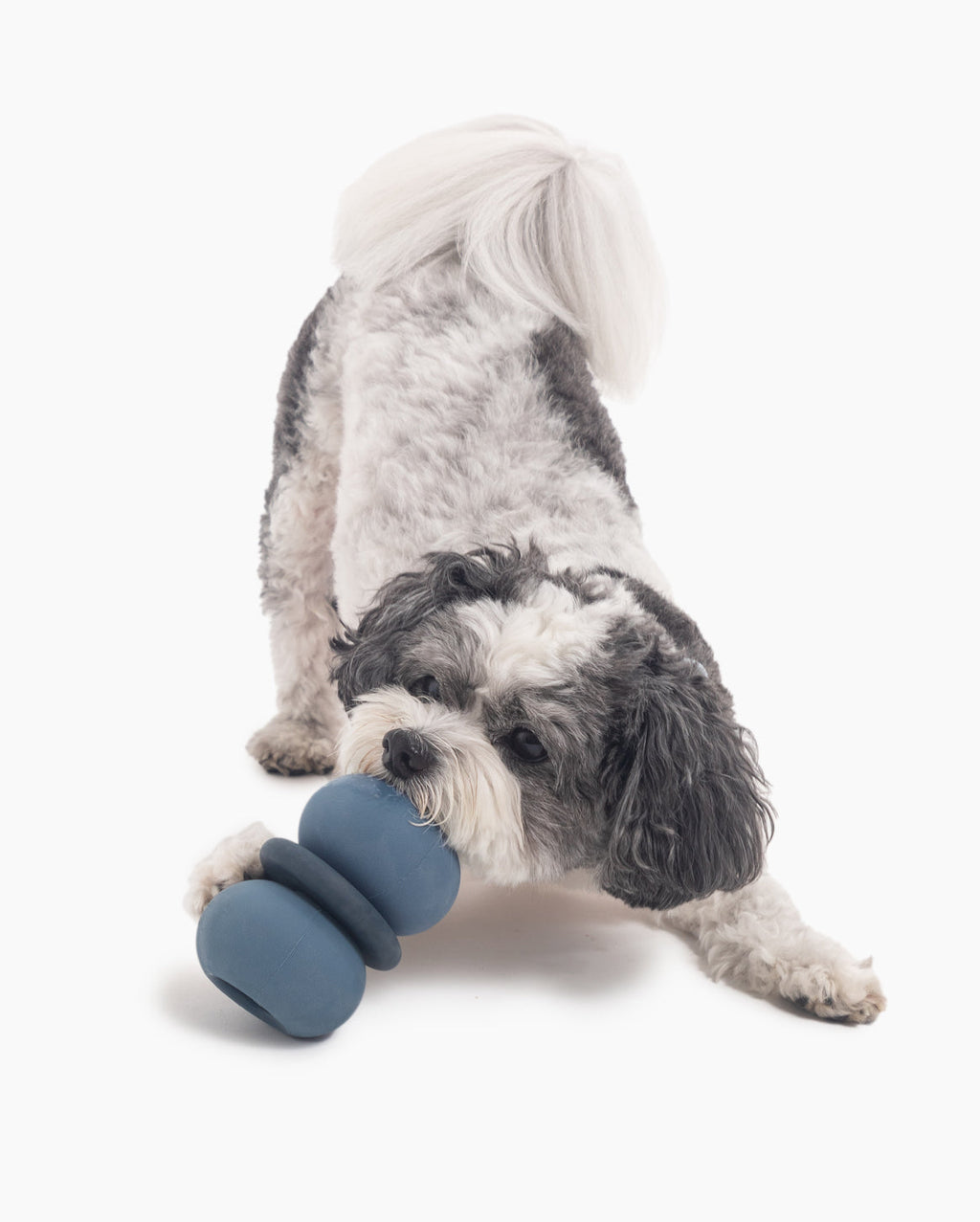 Dog Puzzle Toy product image 9