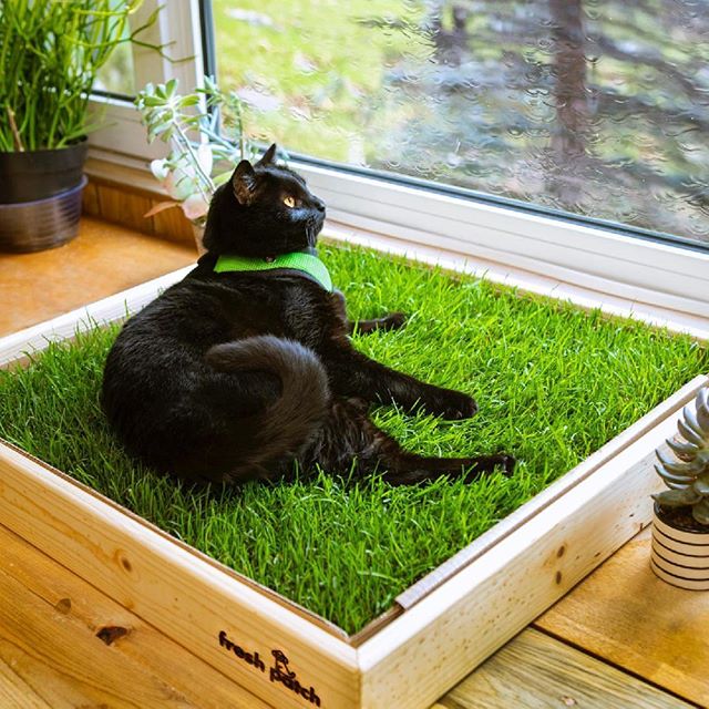 Pet Grass Pad Pack product image 1