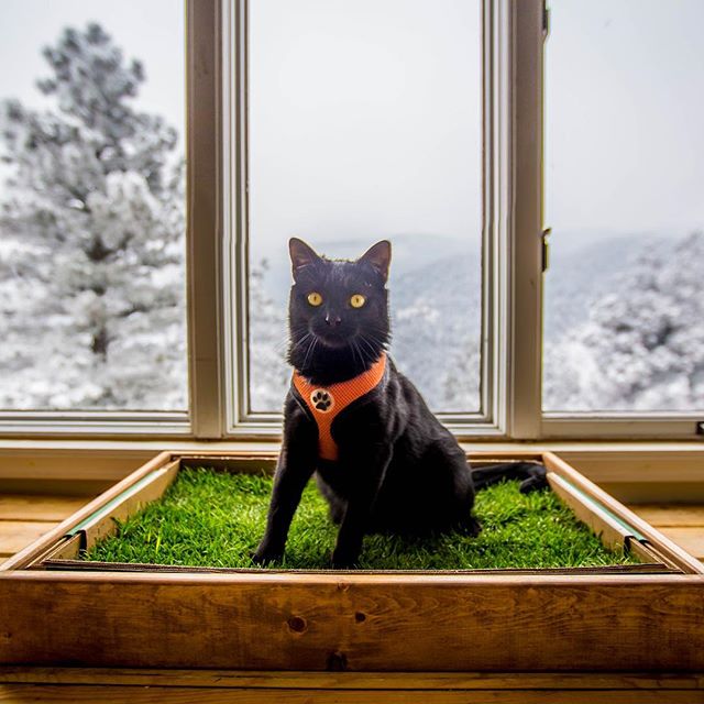 Pet Grass Pad Pack product image 6