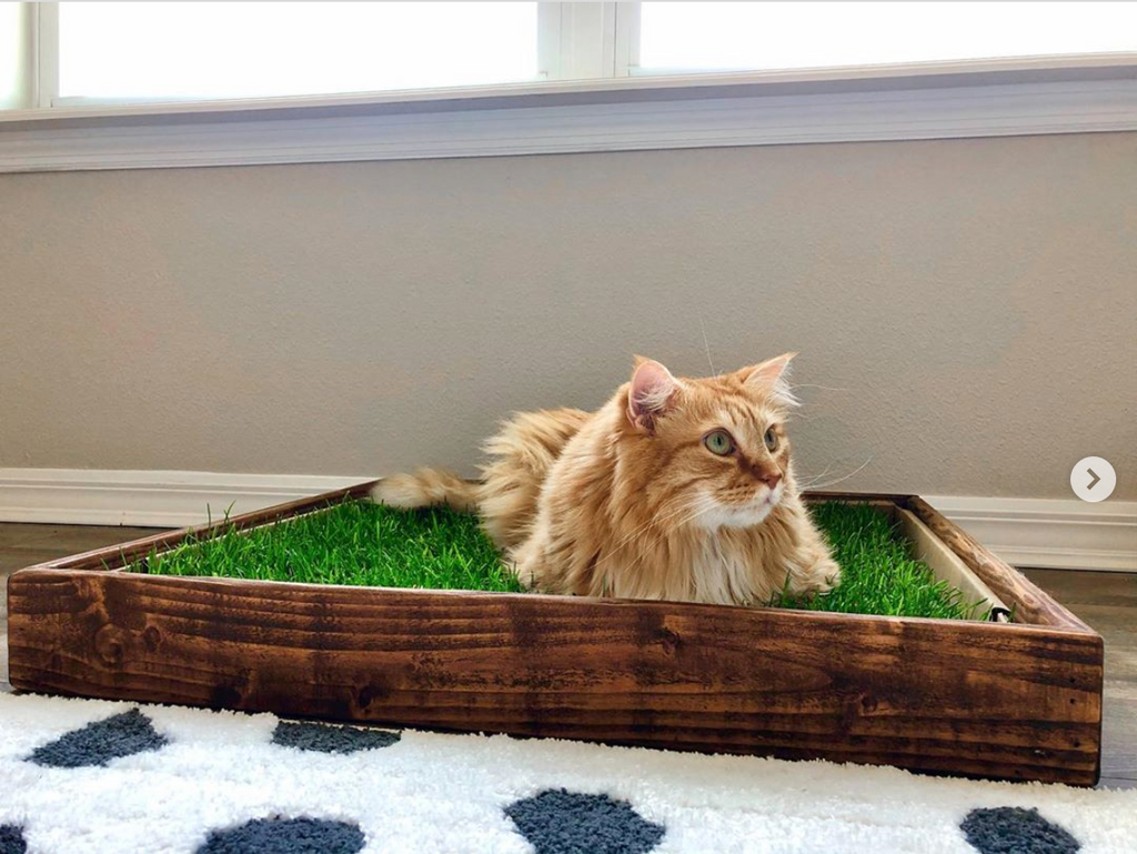 Pet Grass Pad Pack product image 7