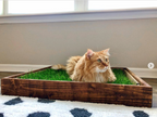 Pet Grass Pad Pack product image 7