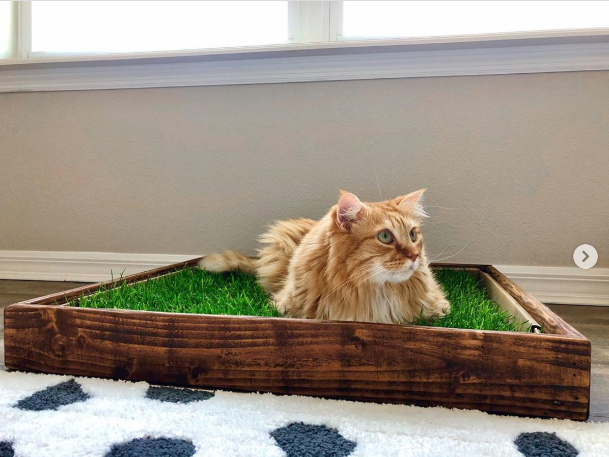 Pet Grass Pad Pack product image 7