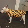 Waterproof Dog Vest product image 1