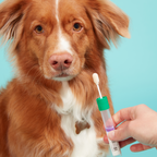 Dog DNA Test product image 3