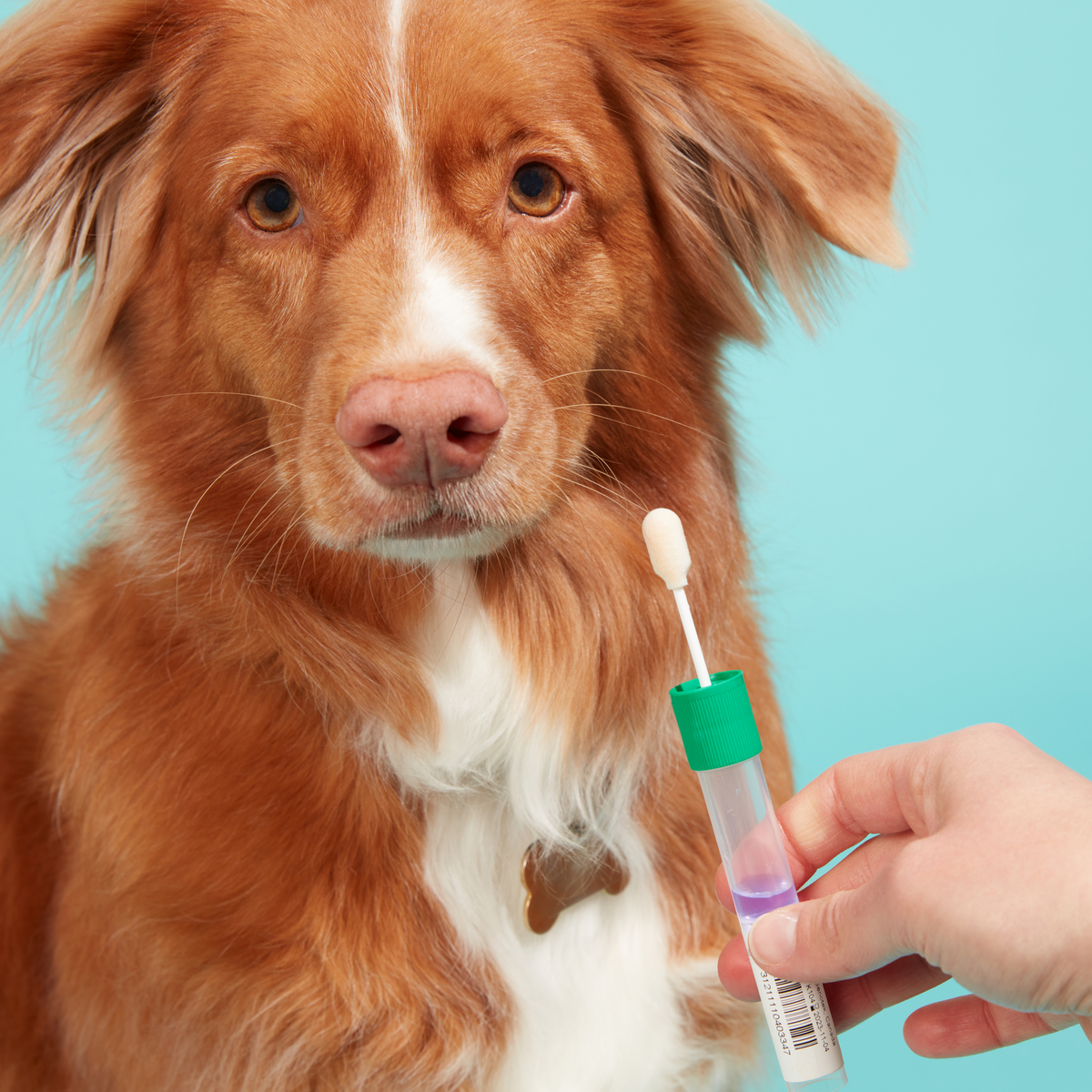 Dog DNA Test product image 3