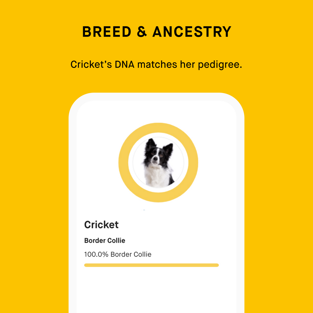 Dog DNA Test product image 4