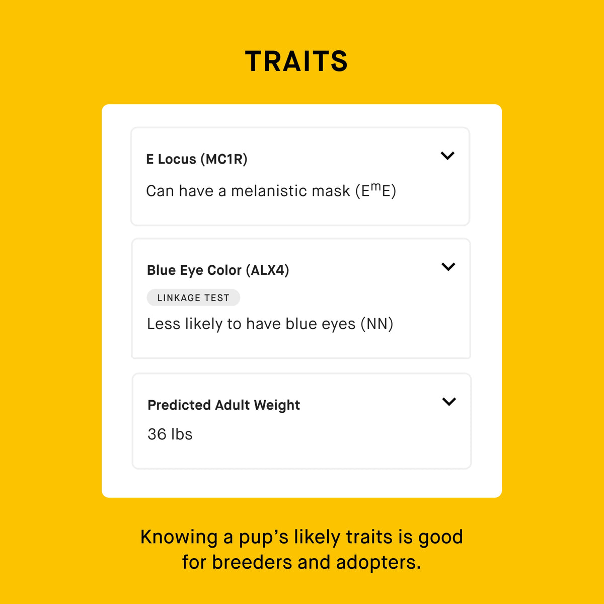 Dog DNA Test product image 8