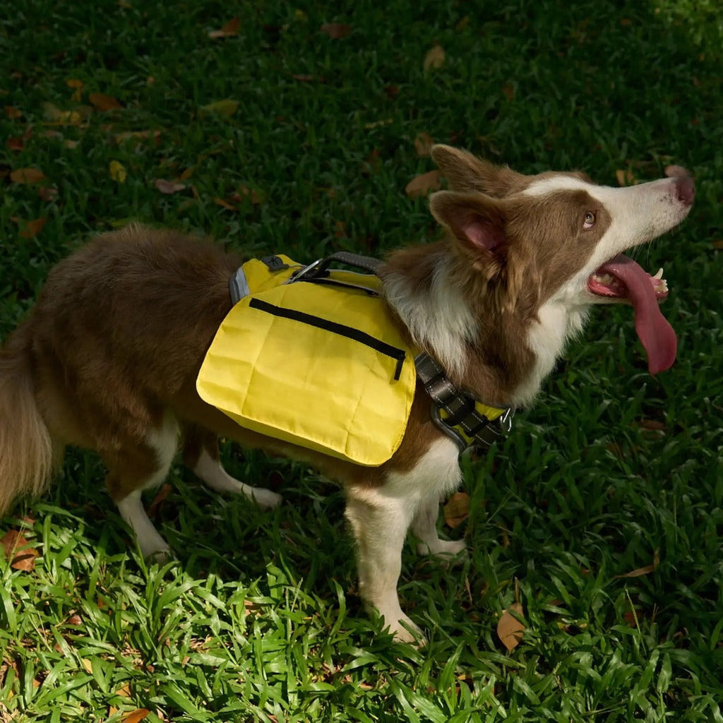 No-Pull Adventure Dog Harness product image 9