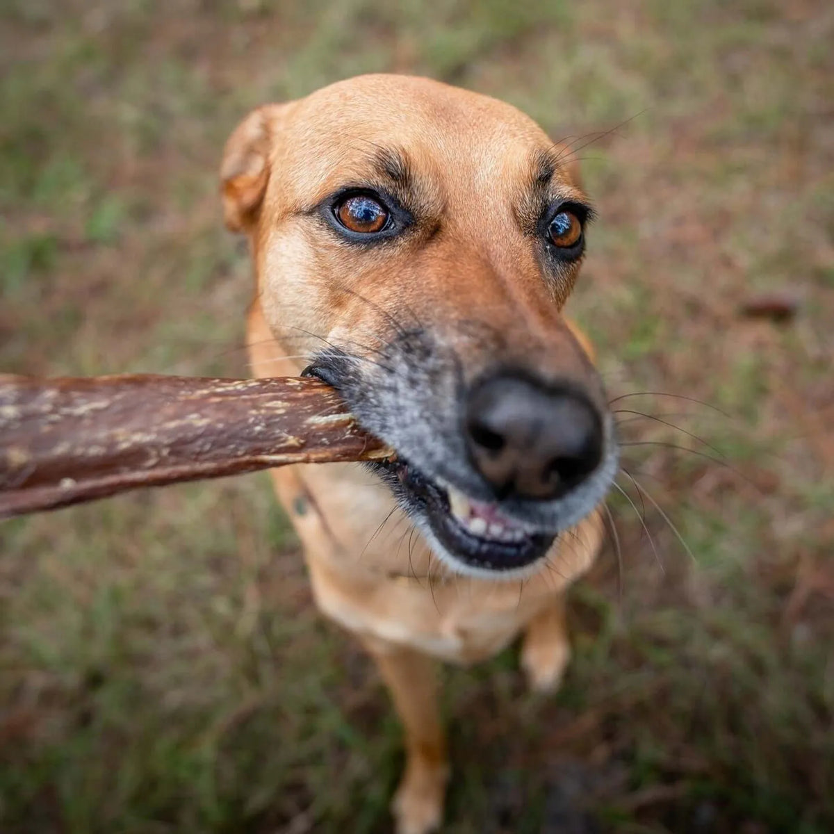Premium Beef Jerky Treats product image 11