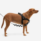 No-Pull Dog Harness product image 2