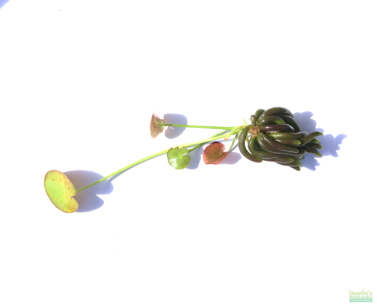 Banana Plant Nymphoides Aquatica Easy Beginner Plant_Aquarium Plant For Sale_Aquarium Plants For sale_Banana plant_Banana plants_Bananas