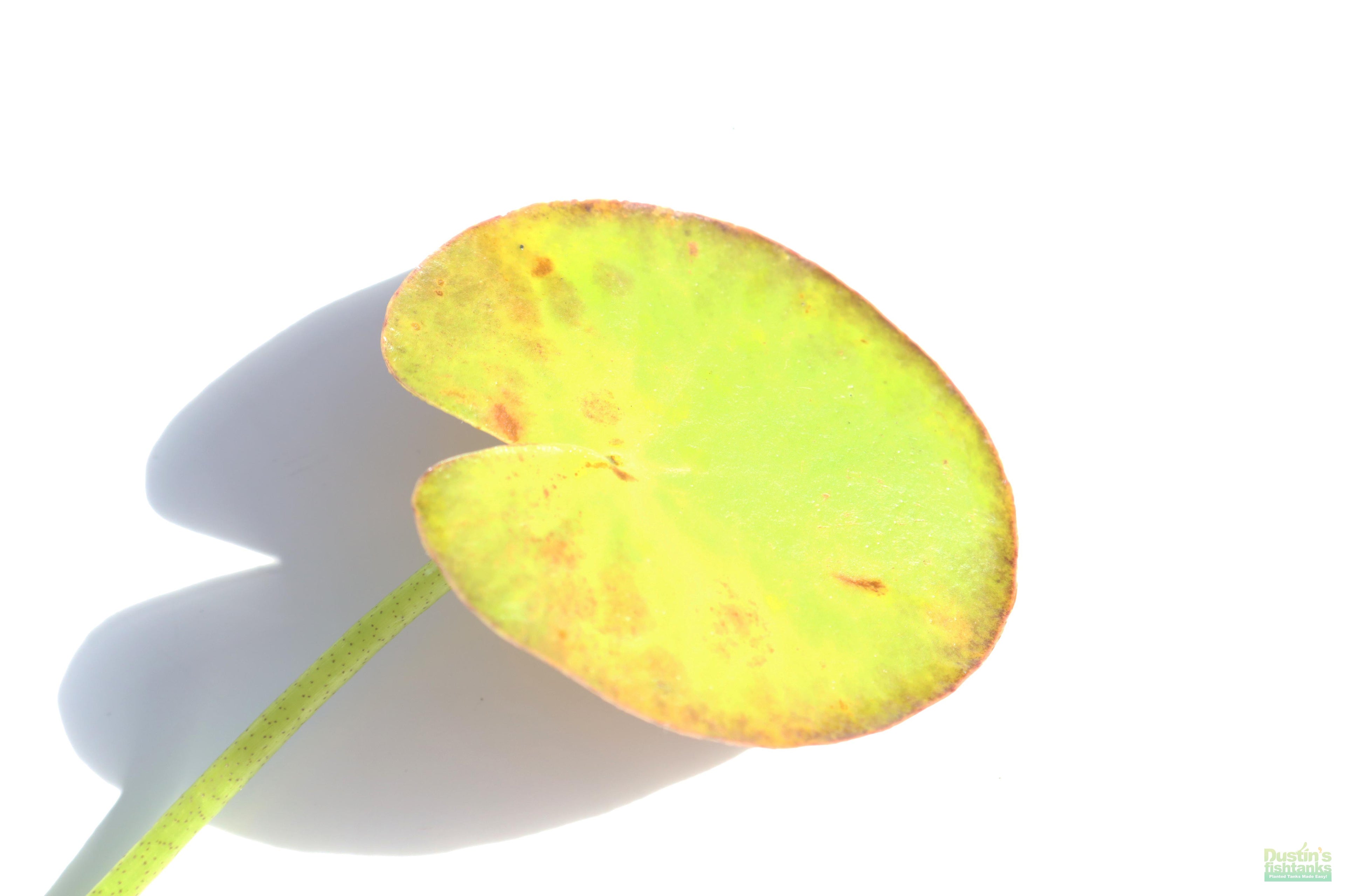Banana Plant Nymphoides Aquatica Easy Beginner Plant_Aquarium Plant For Sale_Aquarium Plants For sale_Banana plant_Banana plants_Bananas